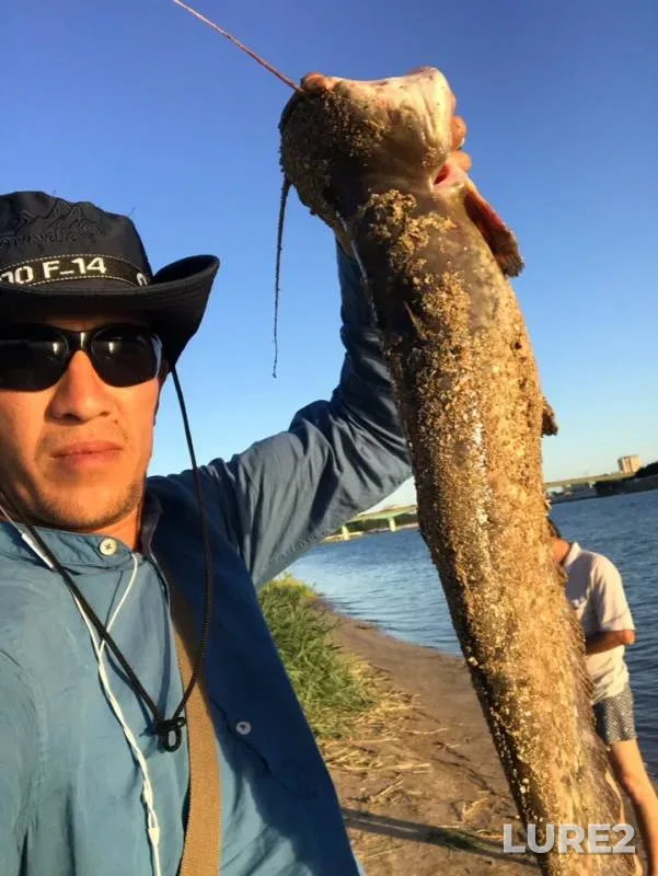 Wels catfish — Ural, Jul 02, 2019