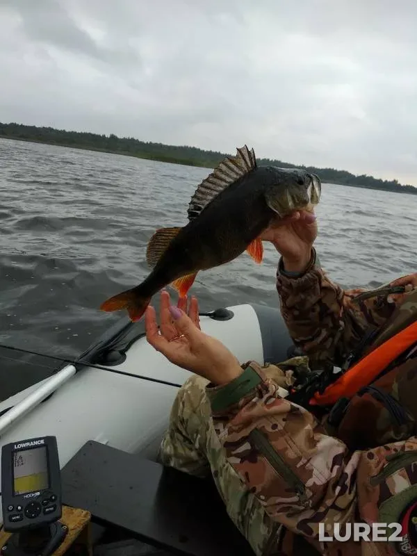 Perch, Pike — Selyava, Aug 31, 2019