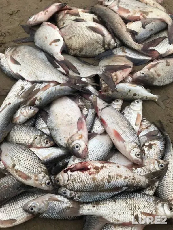 Bream — Ural, Mar 24, 2019