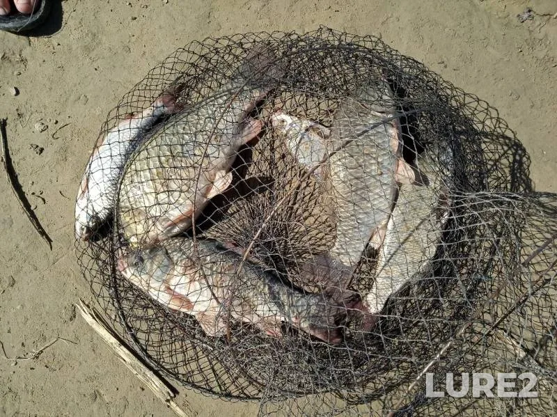 Crucian carp — Ural, Jun 24, 2019