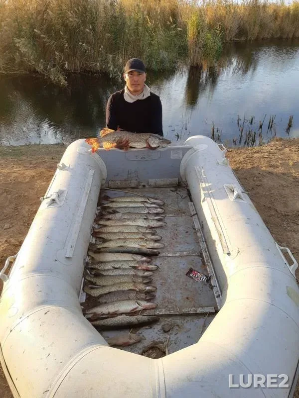 Pike — Atyrauskaya oblast, Oct 15, 2019