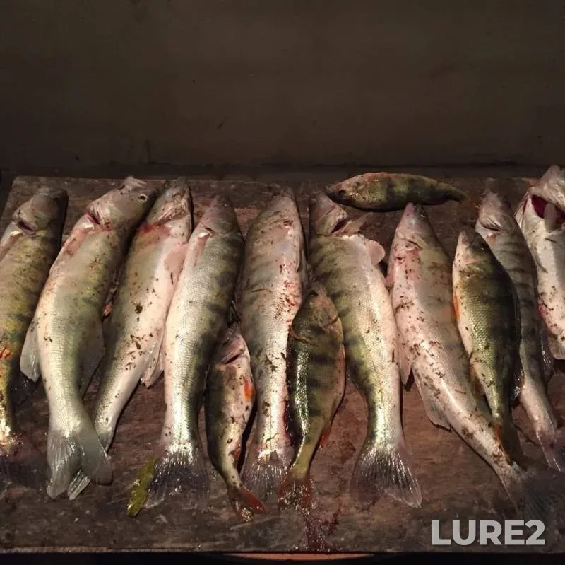 Perch, Zander — Sharonovskiy Bank, Nov 16, 2019