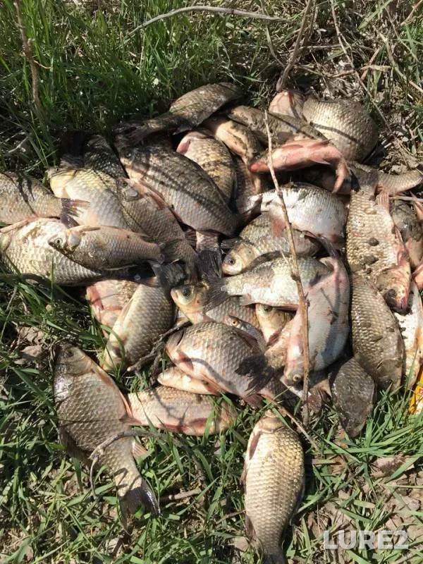 Crucian carp — Ilek, May 09, 2018
