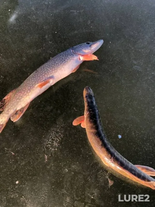 Perch, Pike — protok Chernaya Rechka, Nov 24, 2019
