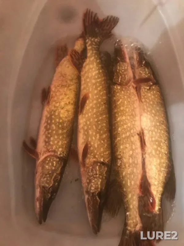 Pike — Atyrauskaya oblast, Oct 28, 2019