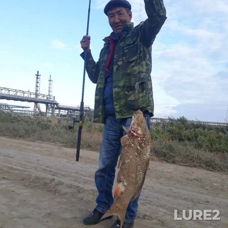 Bream — Atyrauskaya oblast, Sep 29, 2019