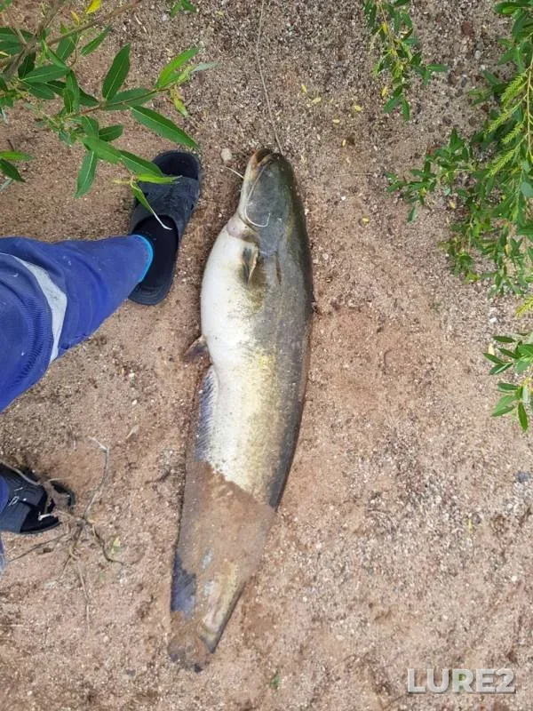 Wels catfish — Ilek, May 24, 2018