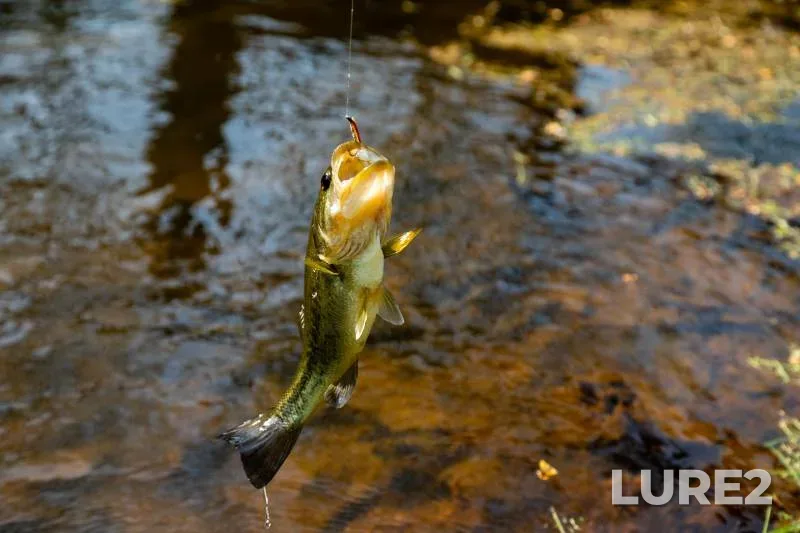 Largemouth bass — North Fork Goose Creek, Dec 20, 2017