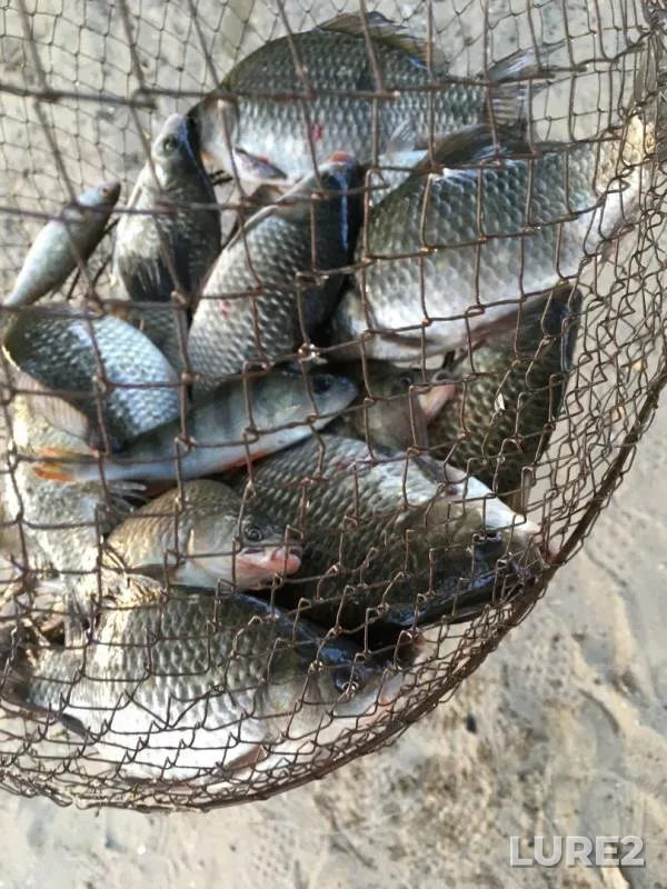 Crucian carp, Perch — Aktyubinskaya oblast, Sep 15, 2018