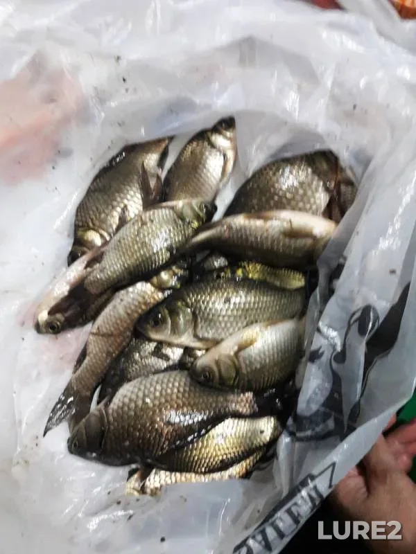 Crucian carp — Ilek, Sep 04, 2018
