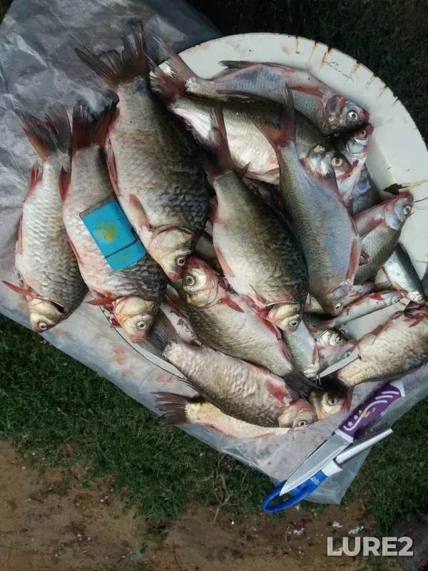 Crucian carp — Butak, Aug 27, 2018