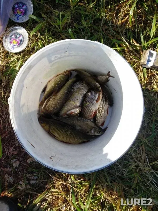 Bream, Roach — Berezina, Aug 18, 2019