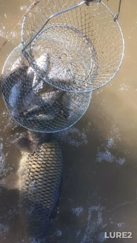 Carp, Crucian carp — Aktyubinskoye, Jun 23, 2018