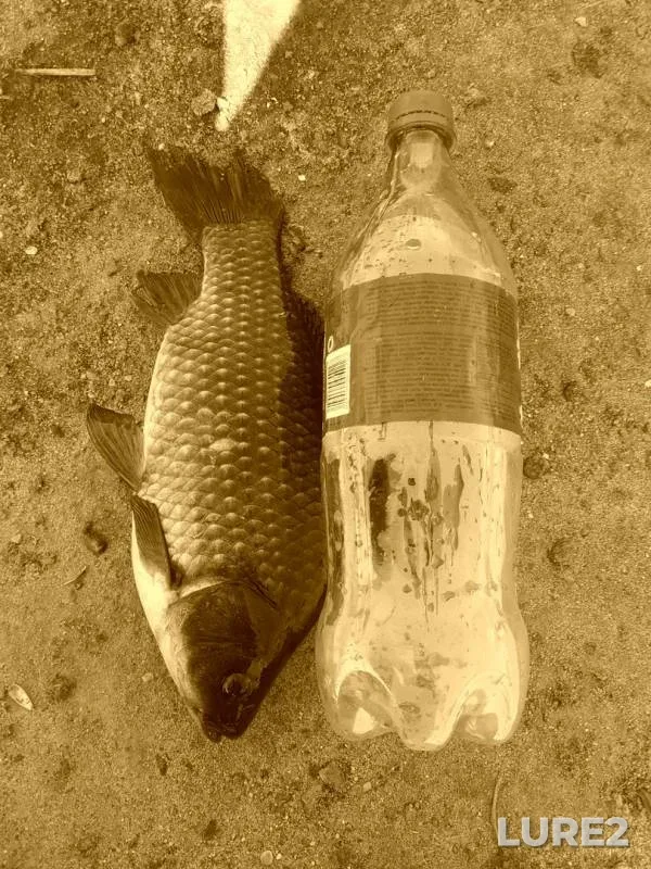 Crucian carp — Ilek, Aug 13, 2018