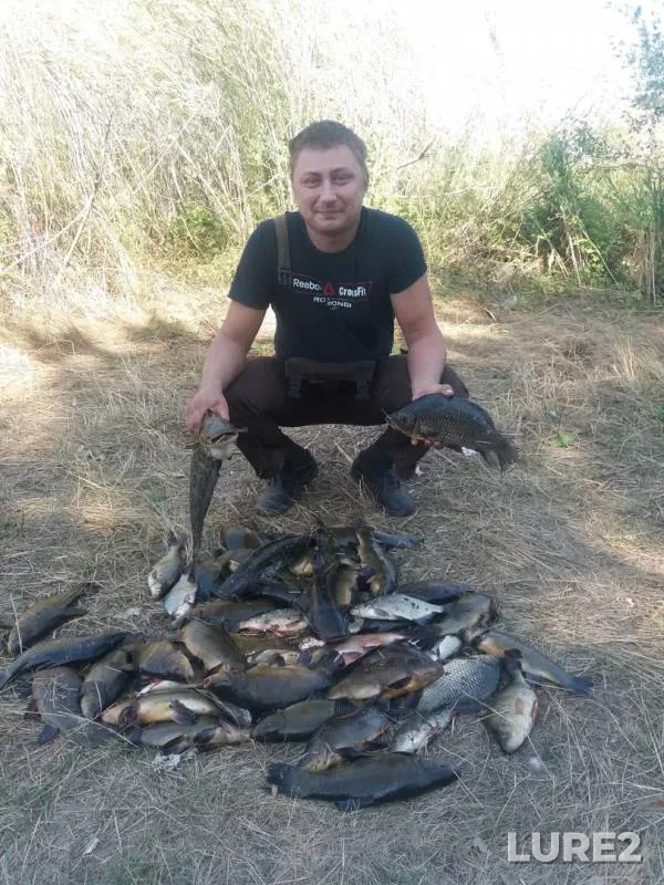 Crucian carp — Karatentek, Aug 22, 2018