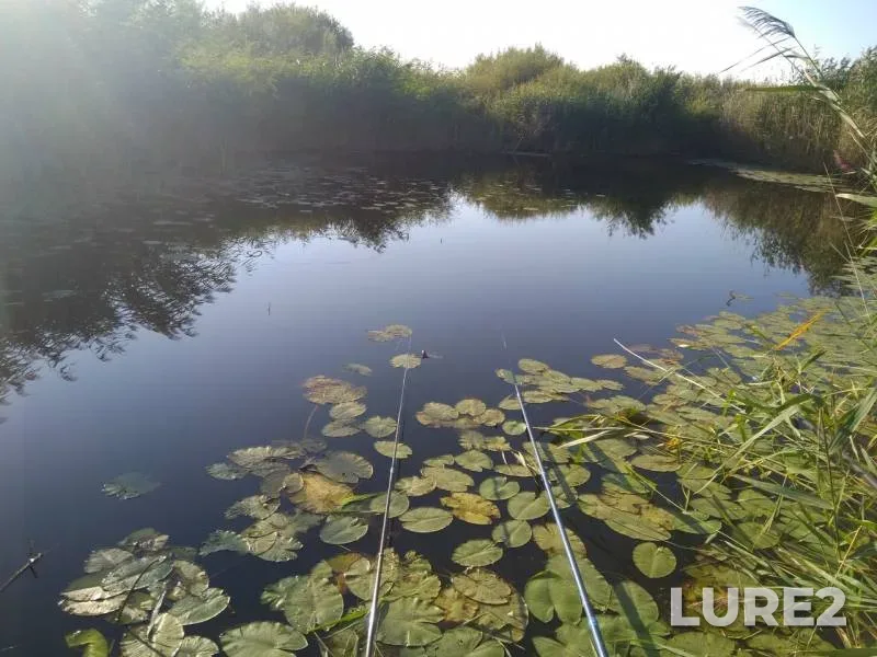 Crucian carp, Pike — Ilek, Aug 21, 2018