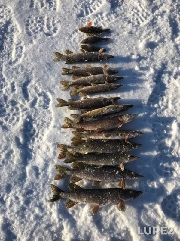 Perch, Pike — Karakhobda, Dec 02, 2018