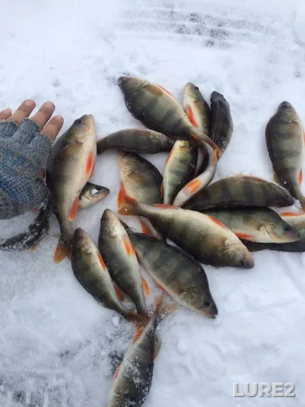 Perch — Ilek, Dec 15, 2018