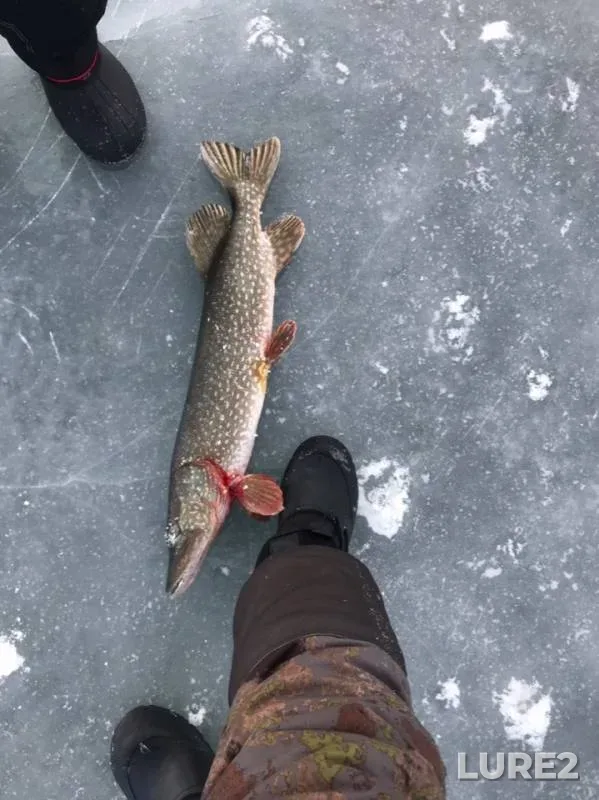 Perch, Pike — Karakhobda, Dec 15, 2018