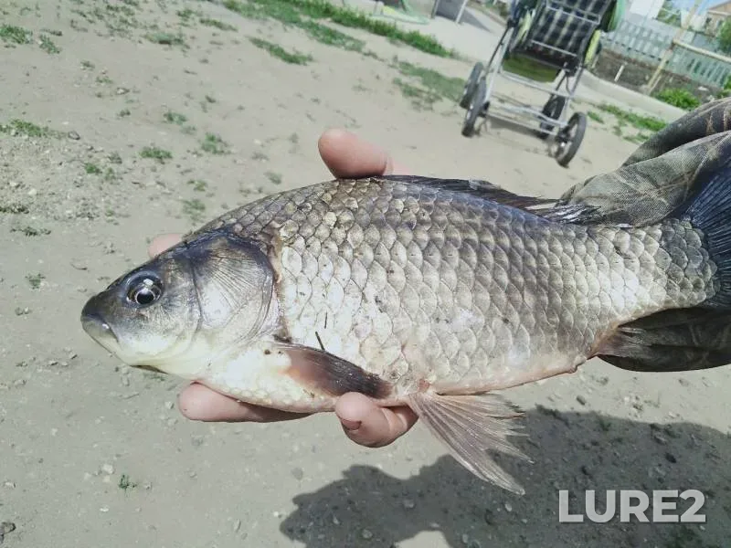 Crucian carp — Aktyubinskaya oblast, May 20, 2019