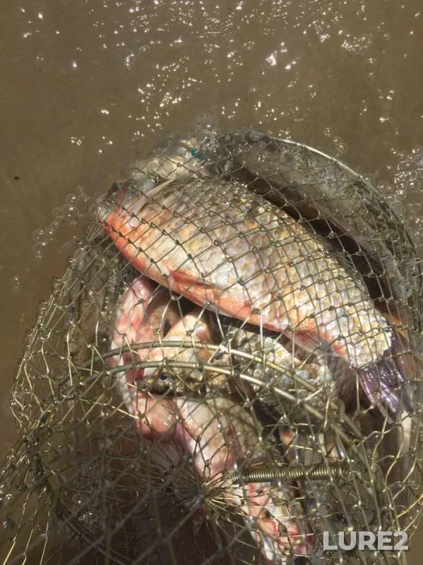 Bream — Aktyubinskoye, Jul 01, 2019