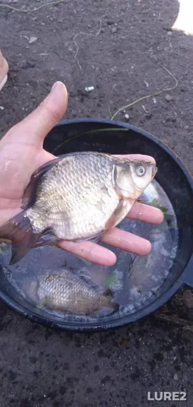 Crucian carp — Ural, Jul 06, 2019