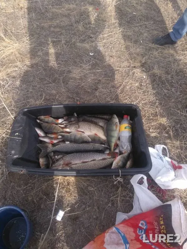 Perch, Pike — Irgiz, Mar 24, 2019