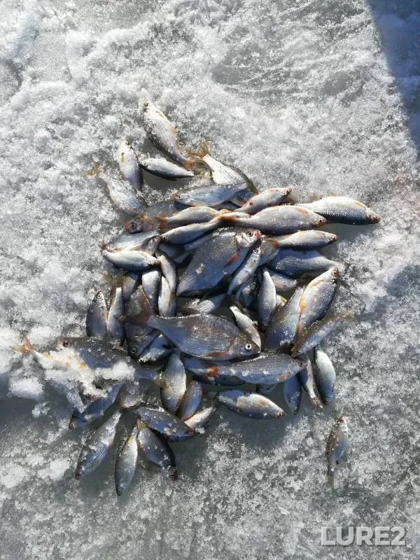 Roach — Aktyubinskoye, Mar 22, 2019