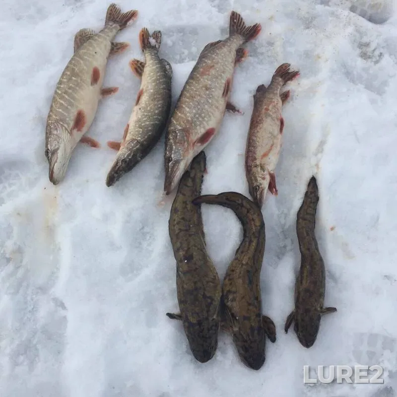 Burbot, Pike — Kargalinskoye, Mar 12, 2019
