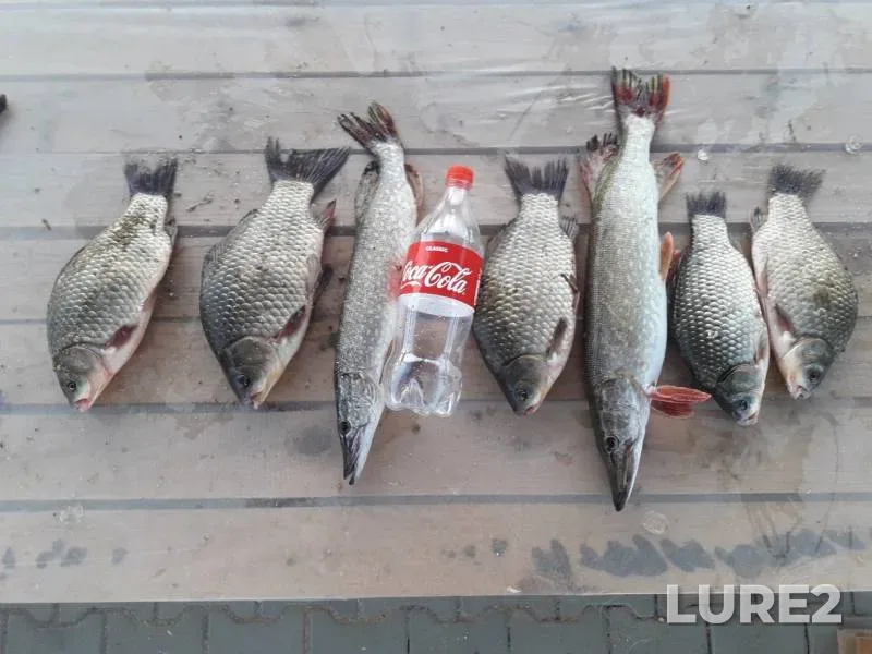 Crucian carp, Pike — Ilek, Aug 14, 2019