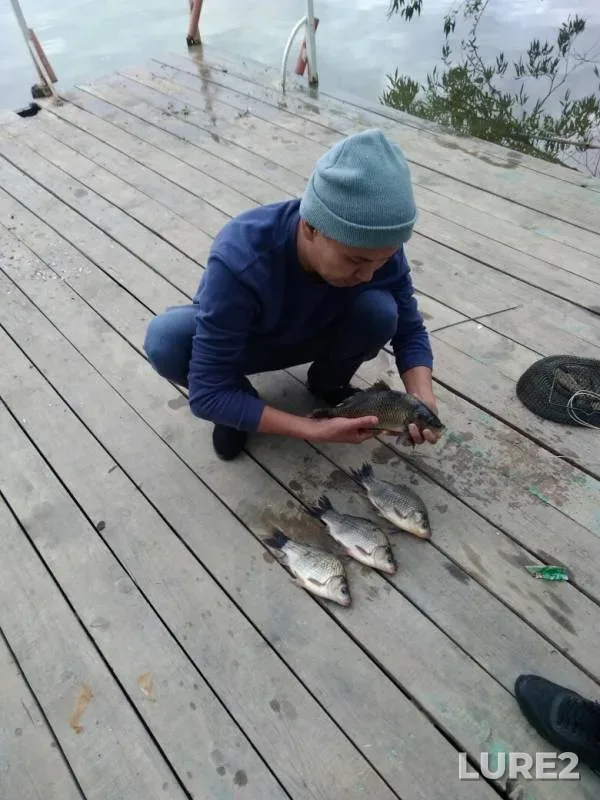 Crucian carp — Aktyubinskaya oblast, Aug 03, 2019