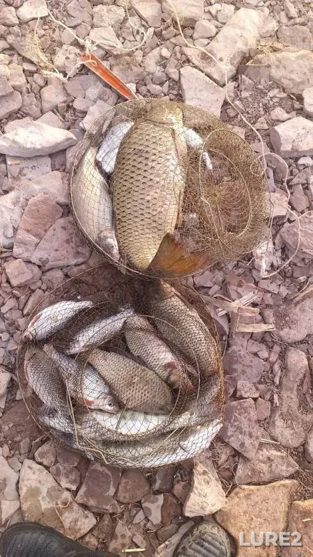 Bream, Crucian carp — Akkol, Mar 17, 2019