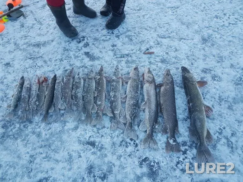 Pike — Irgiz, Nov 30, 2019
