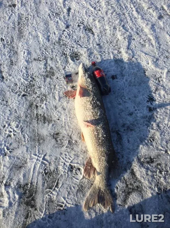 Perch, Pike — Aktyubinskaya oblast, Nov 24, 2019