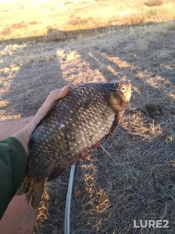 Crucian carp — Aktyubinskaya oblast, Oct 04, 2019