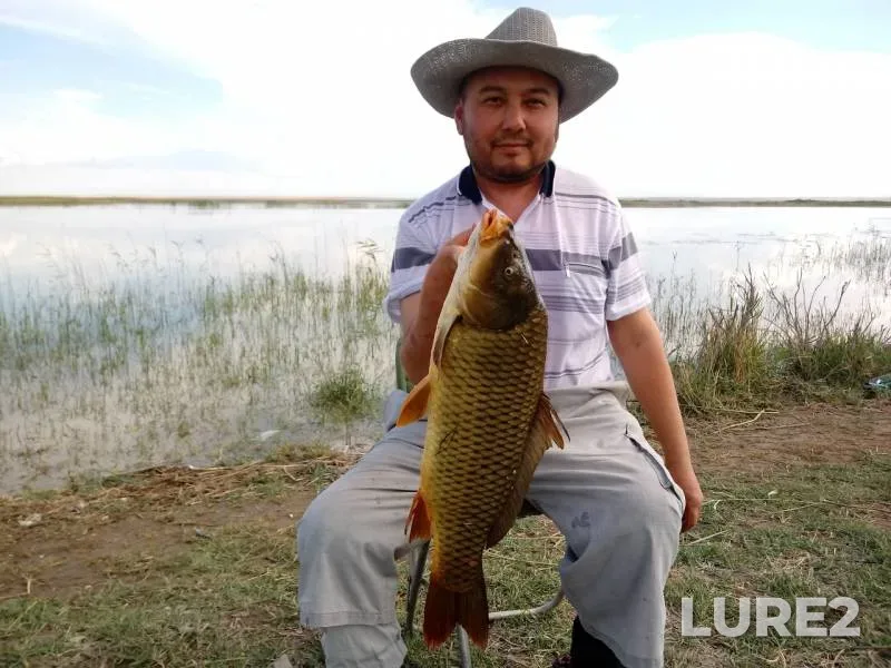 Crucian carp, Zander — Akkol, Jun 02, 2019
