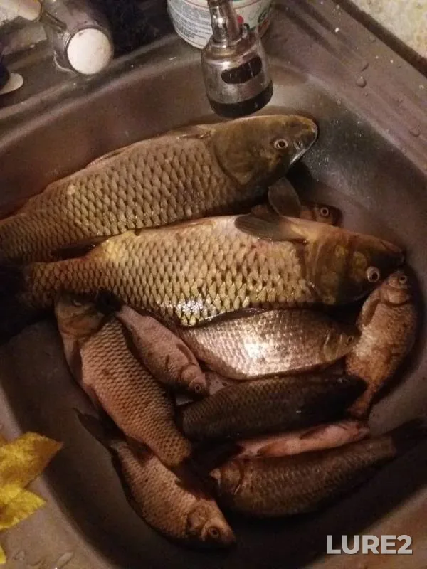 Crucian carp — Zhambylskaya oblast, Jun 03, 2019