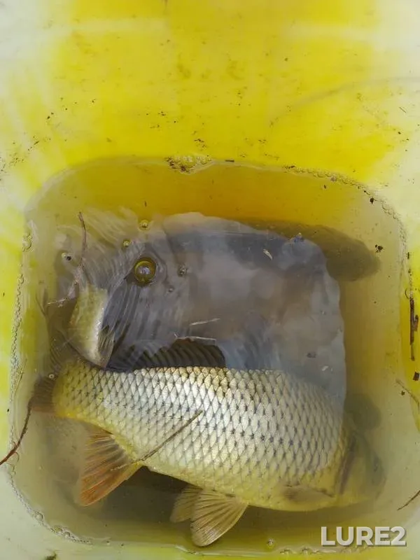 Crucian carp — Talas, Jun 11, 2019