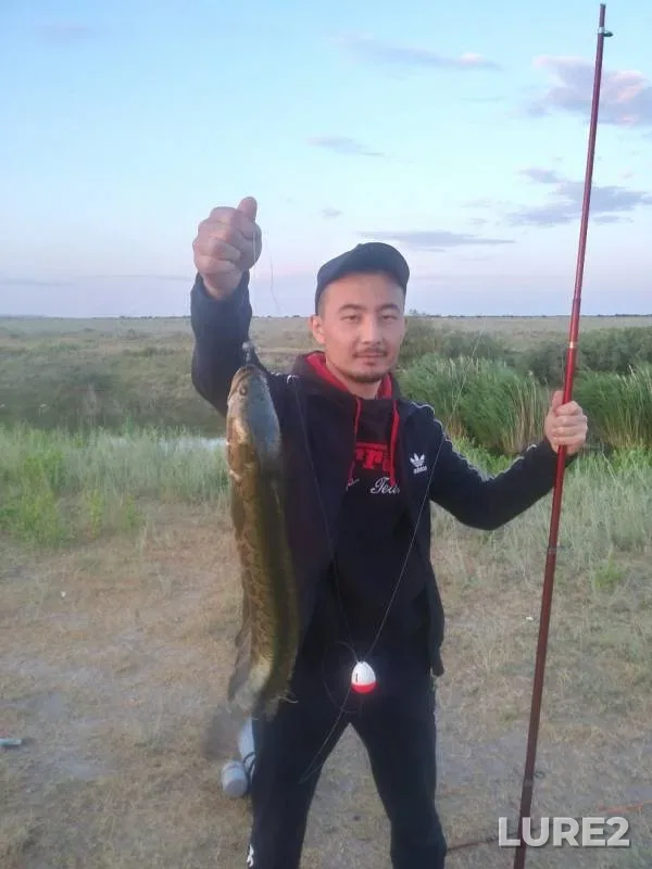 Crucian carp — Zhambylskaya oblast, Jun 12, 2019