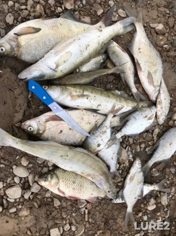 Bream, Crucian carp — Ters-Ashchybulakskoye, Jul 08, 2019