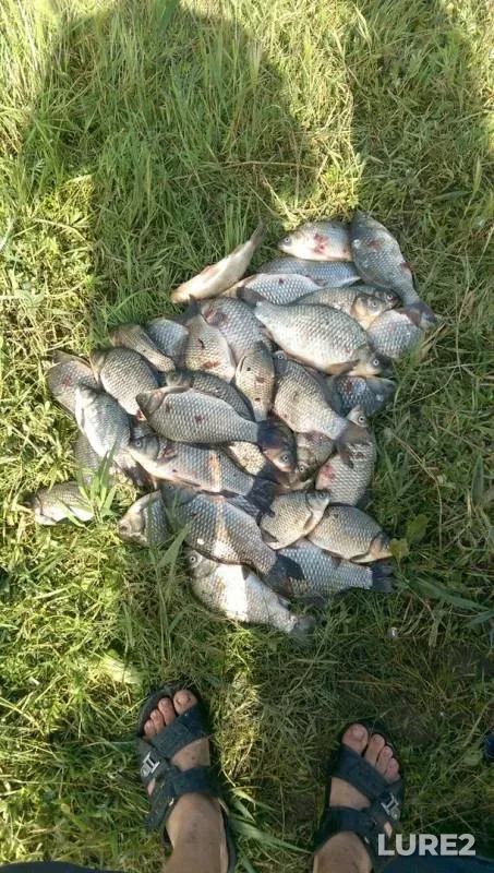 Crucian carp — Staroye, Jul 07, 2019
