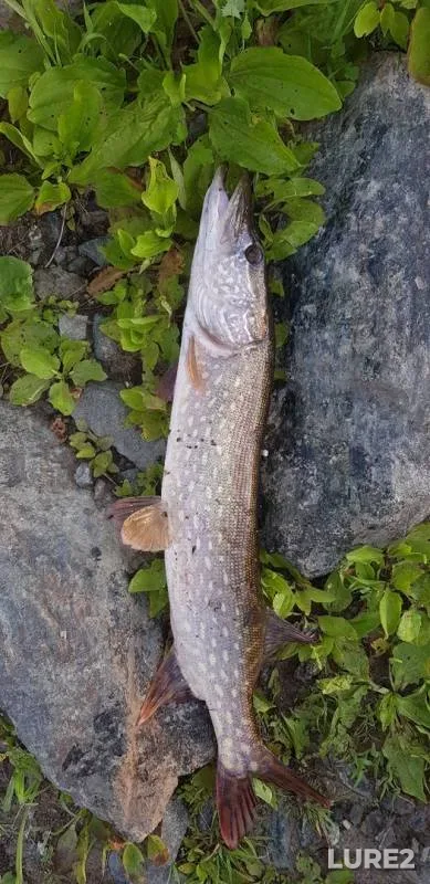 Pike — Tobyl - Tobol, Jul 07, 2019