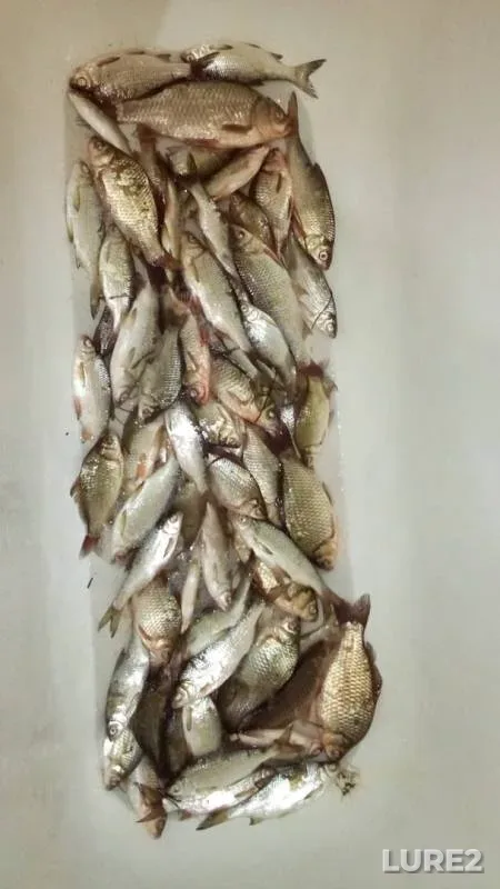 Crucian carp — Akkol, Oct 13, 2019