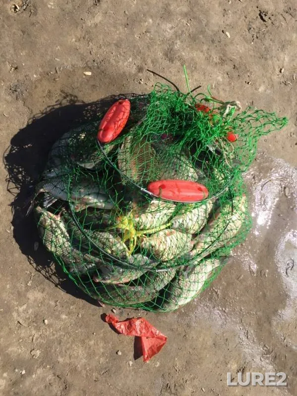 Crucian carp — Koksarayskoye, Oct 13, 2019
