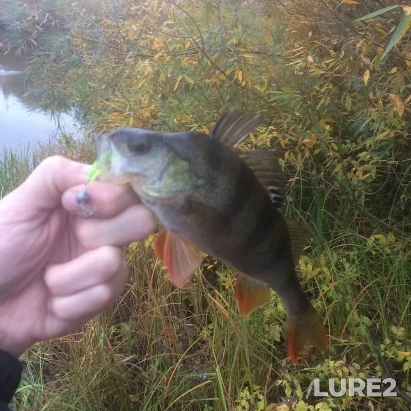 Perch, Pike — Skha, Oct 05, 2019