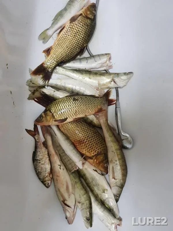 Crucian carp, Zander — Zhambylskaya oblast, Oct 12, 2019