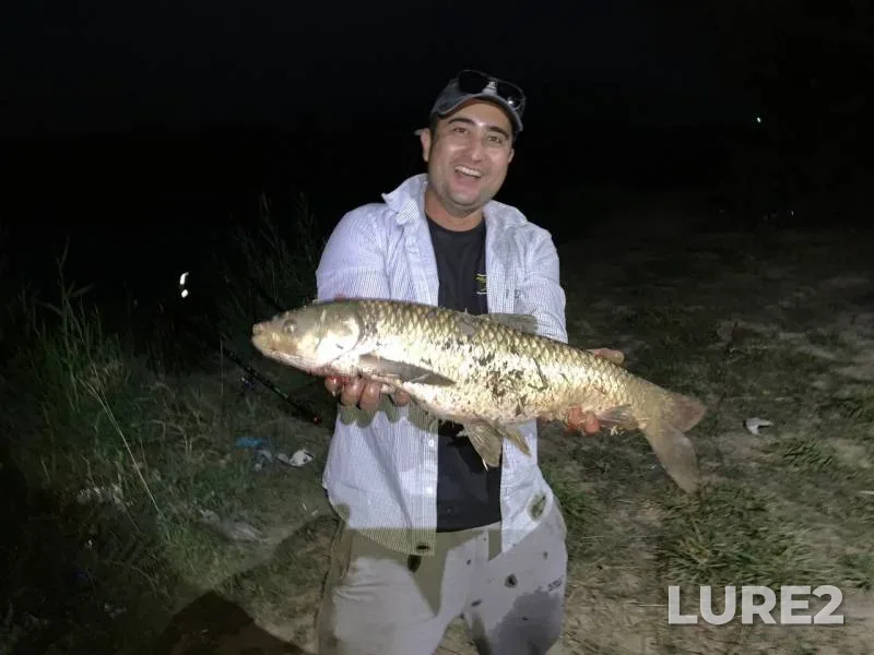 Carp — Bolshoy Chuyskiy kanal, Sep 05, 2019