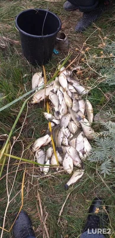 Crucian carp — Talas, Sep 15, 2019