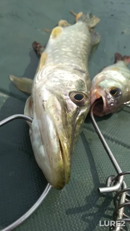 Perch, Pike — Tobyl - Tobol, Jul 28, 2019