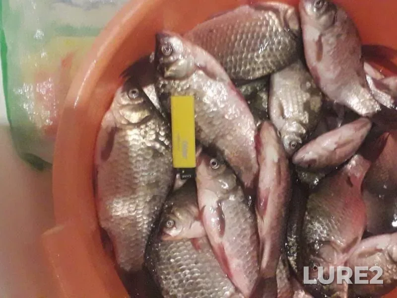 Crucian carp — Markovo, Jul 29, 2019